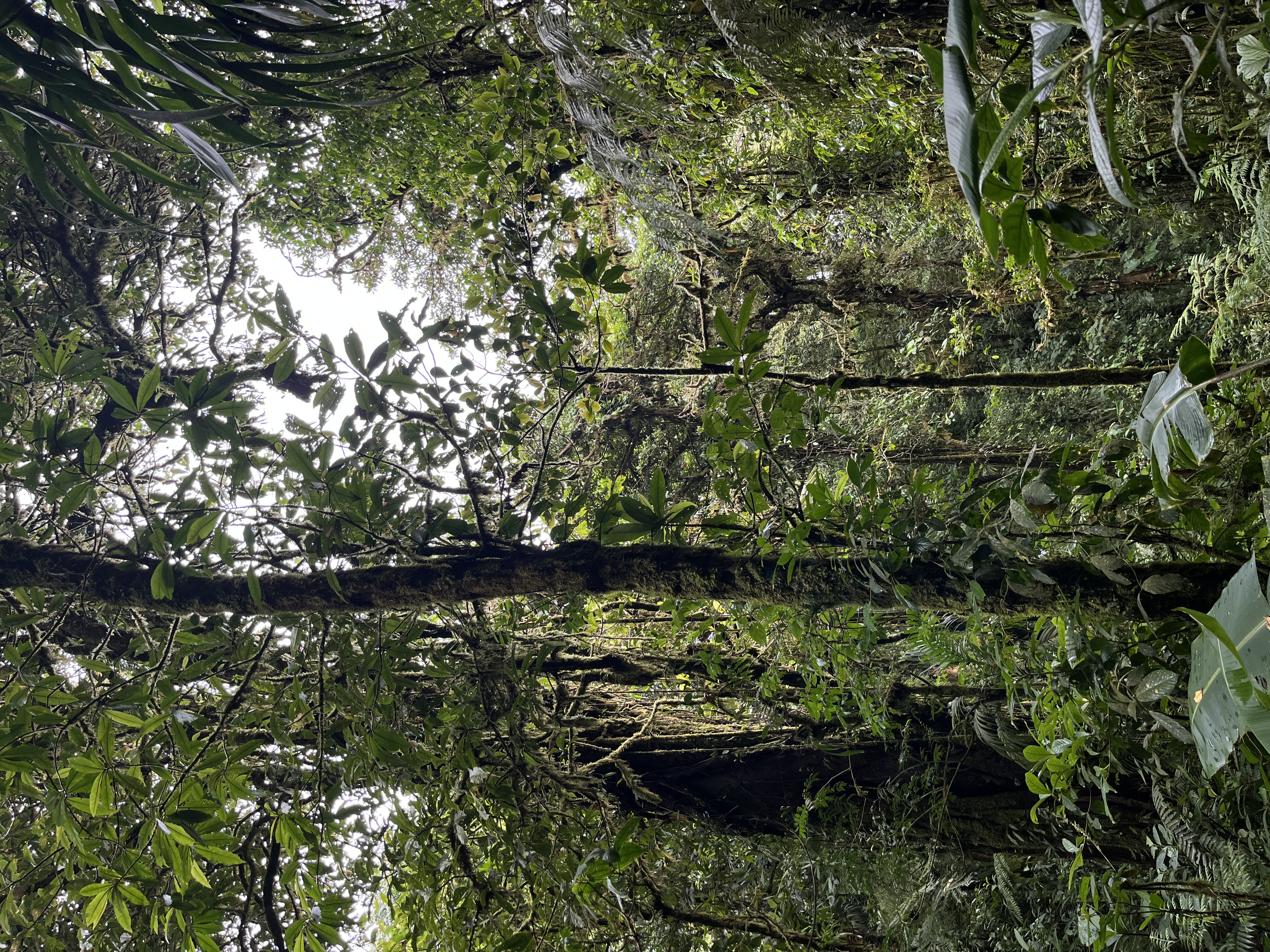 Gallery Forest
