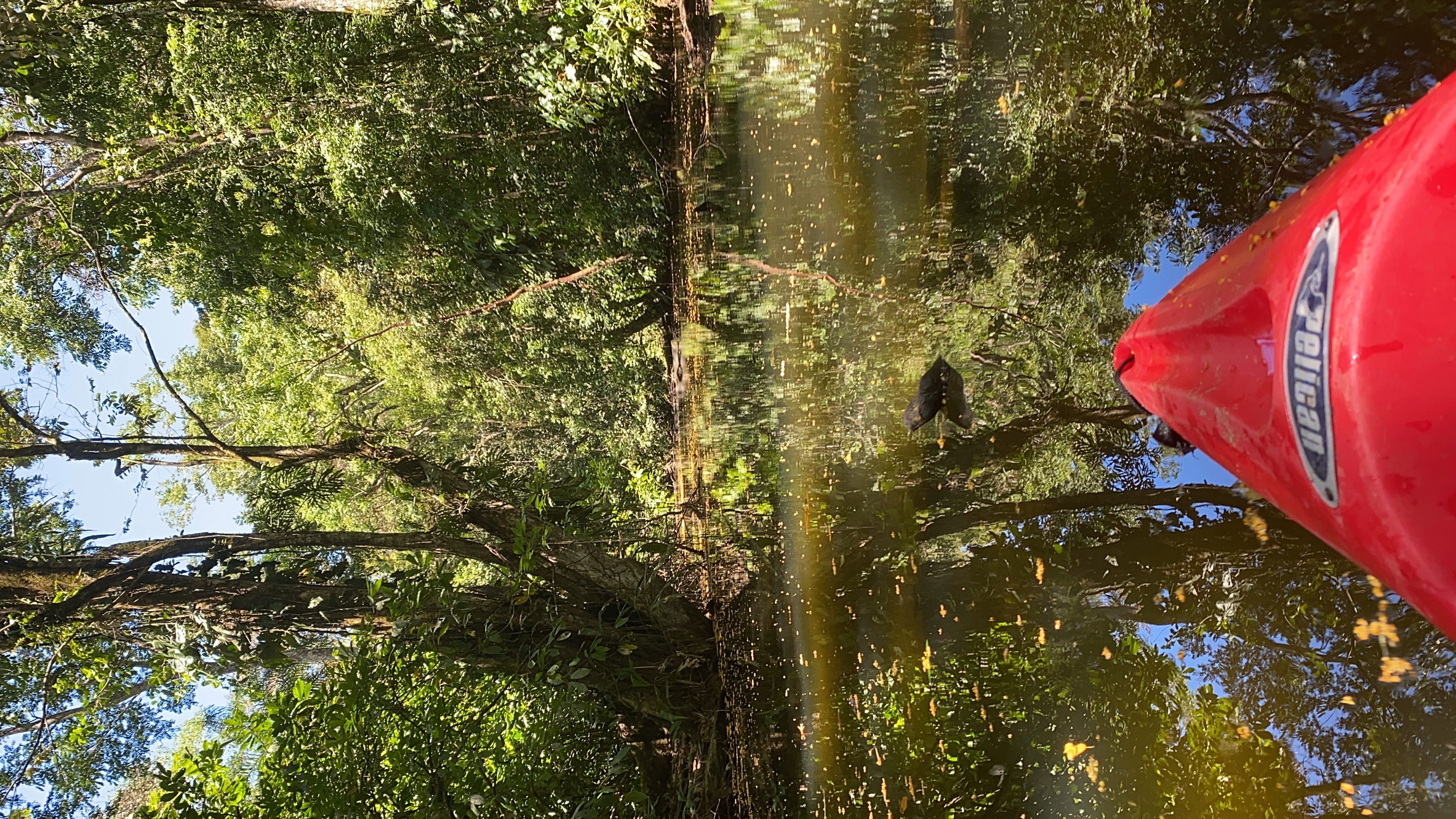 Mangroves