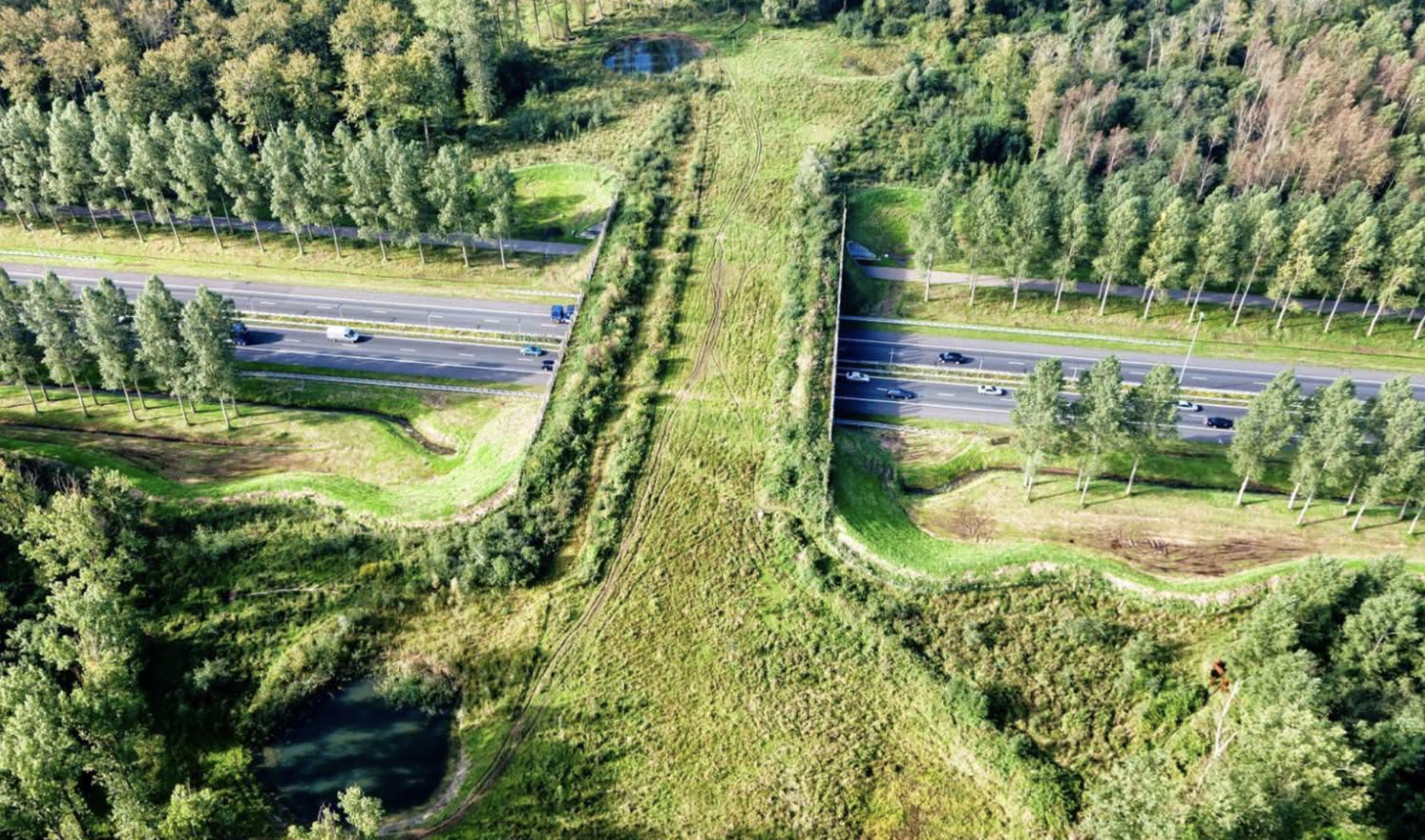 Urban Biological Corridors