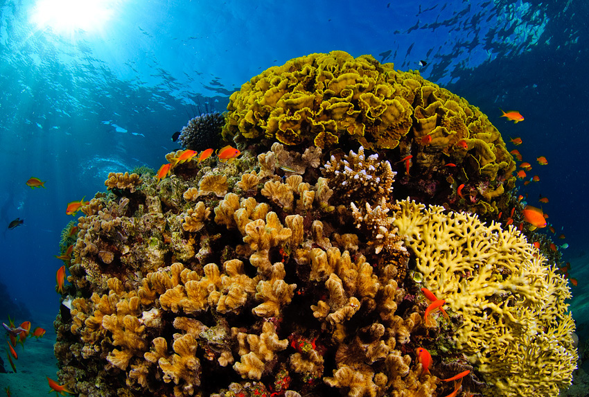 Coral Reefs