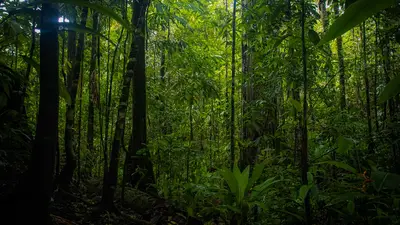 TERRESTRIAL