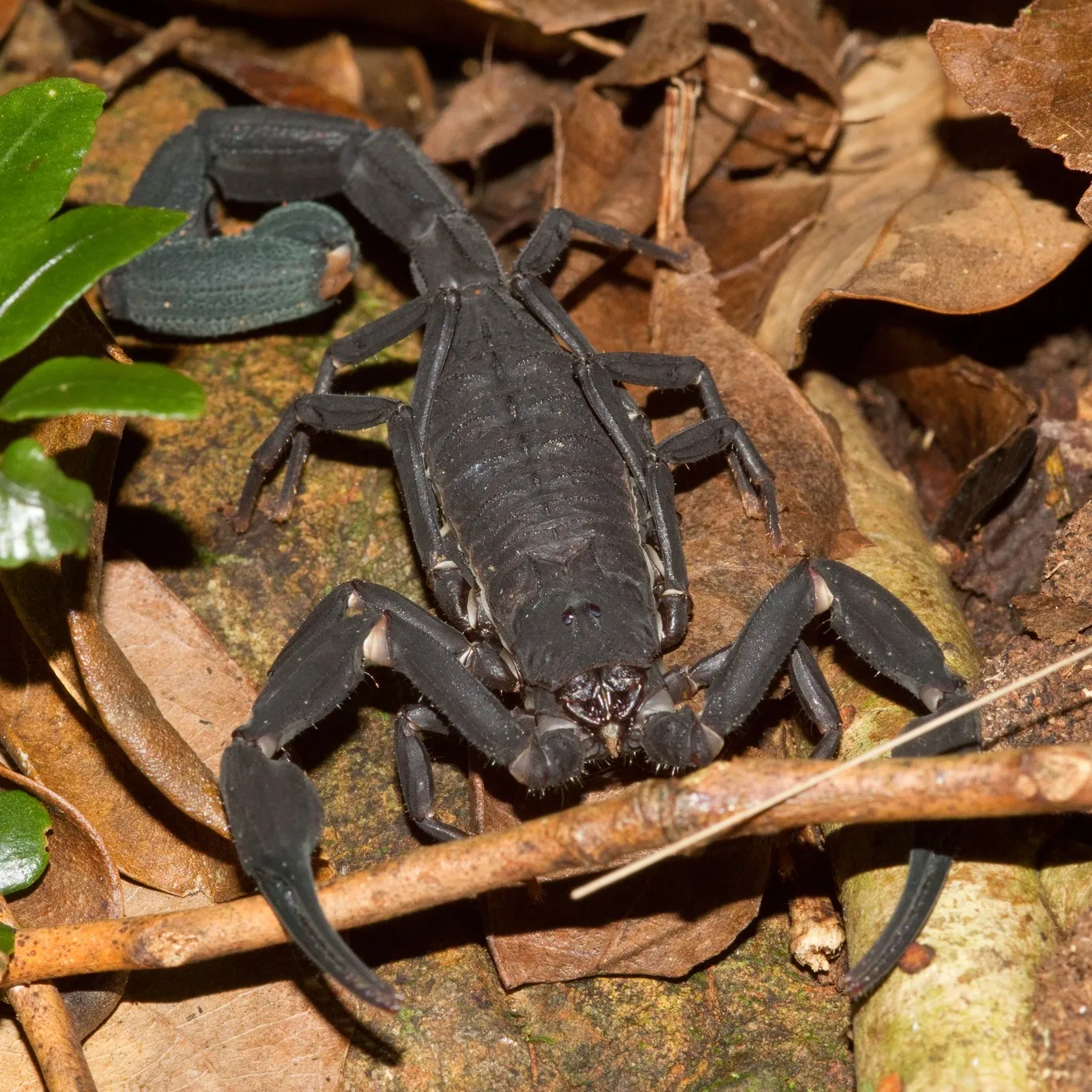 Tityus pachyurus