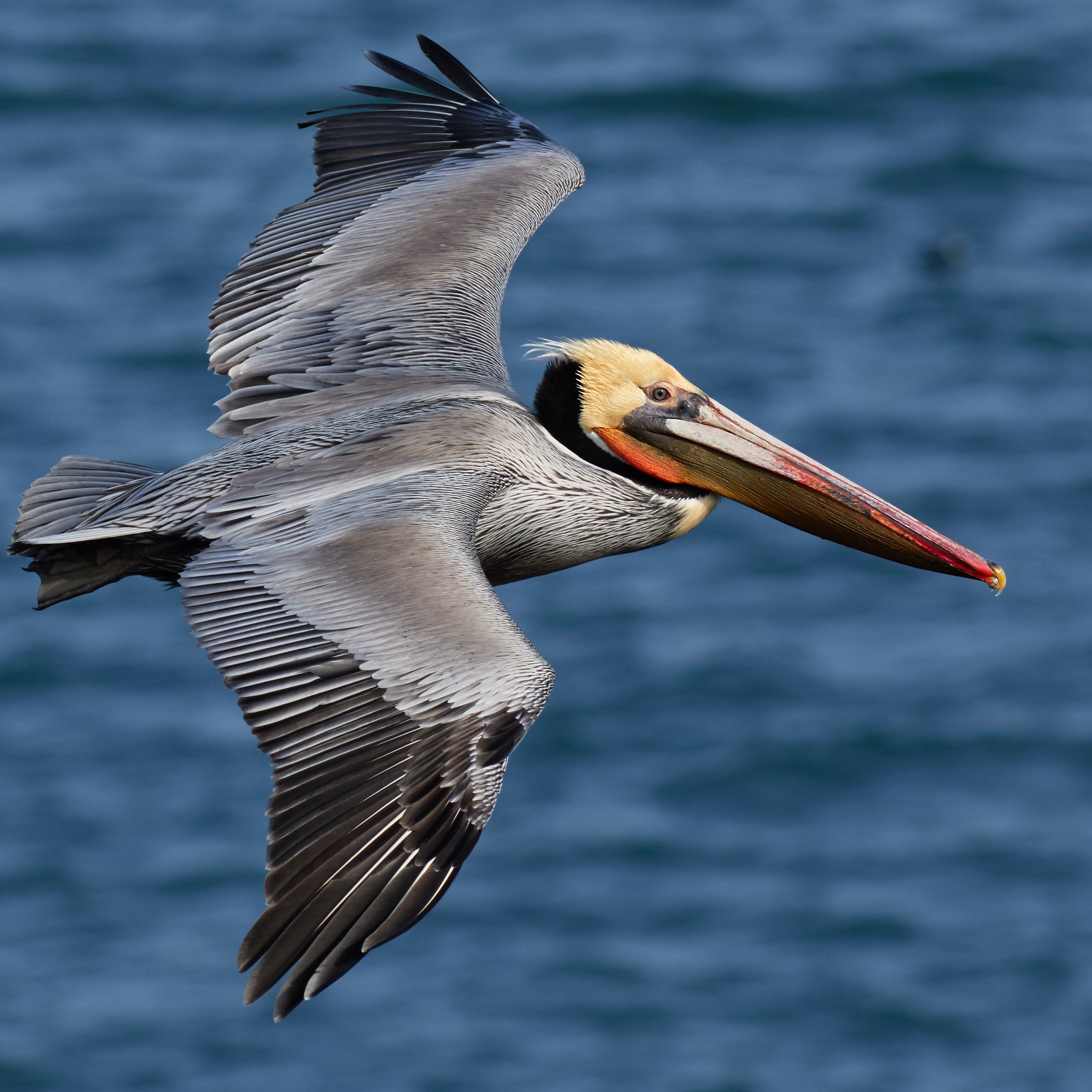 Pelecanus occidentalis