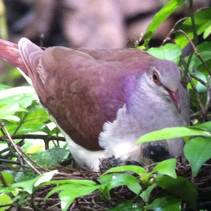 Geotrygon violacea