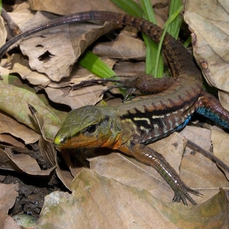 Ameiva festiva