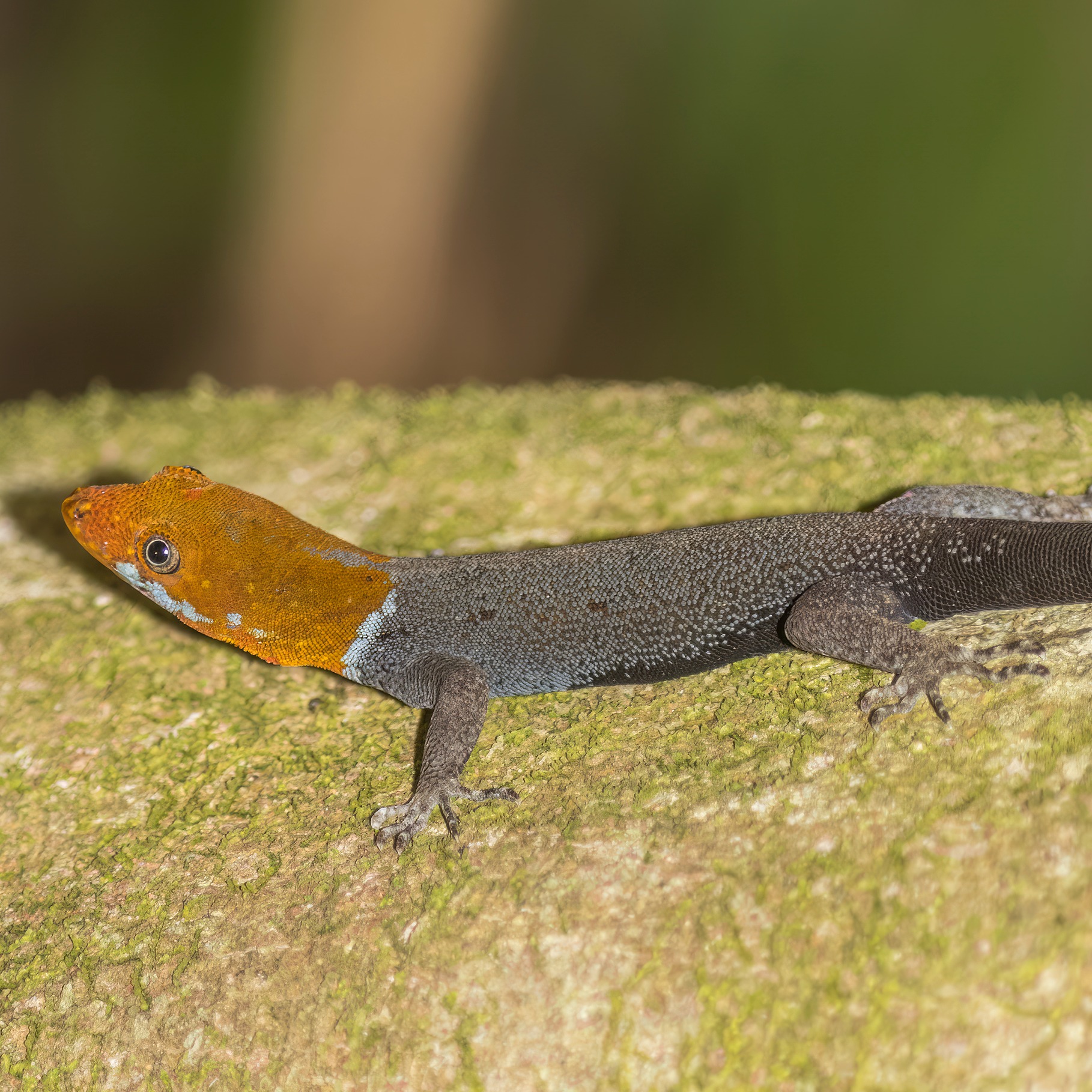 Gonatodes albogularis