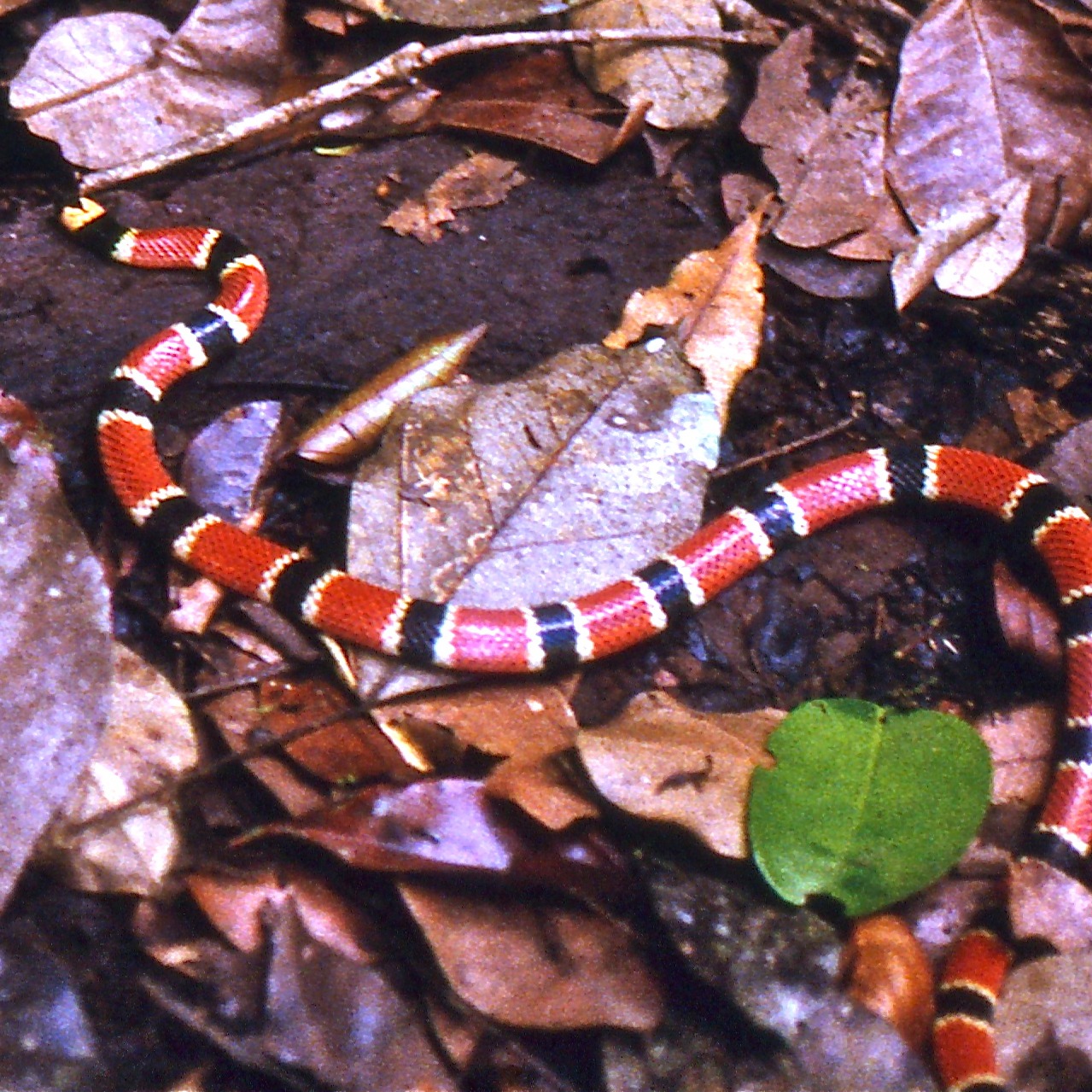 Micrurus alleni