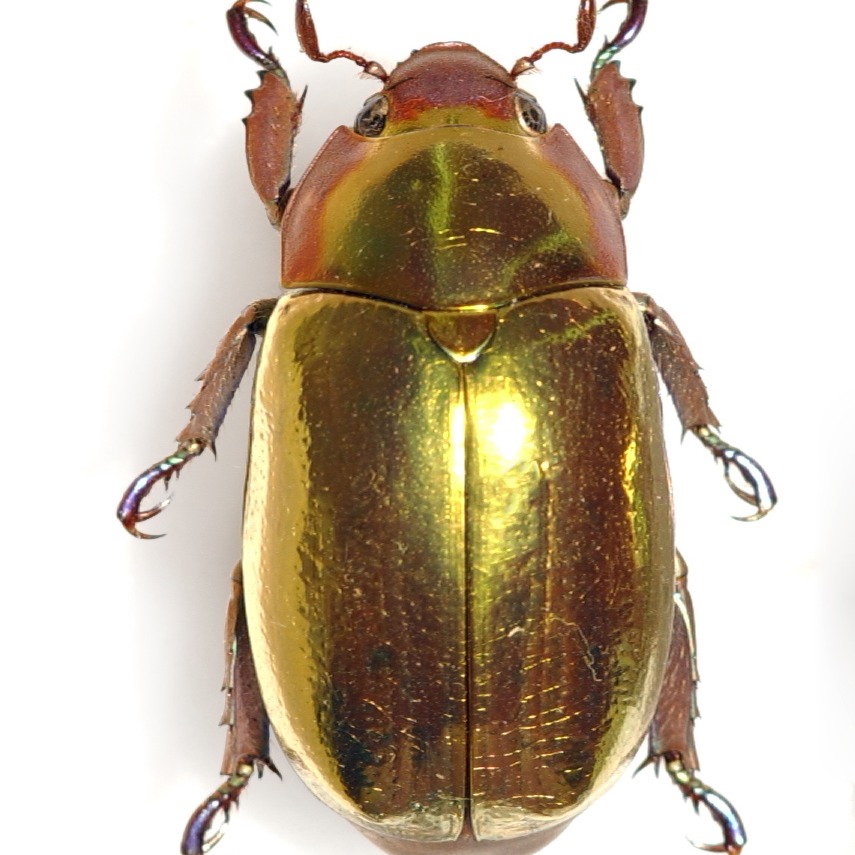 Chrysina macropus