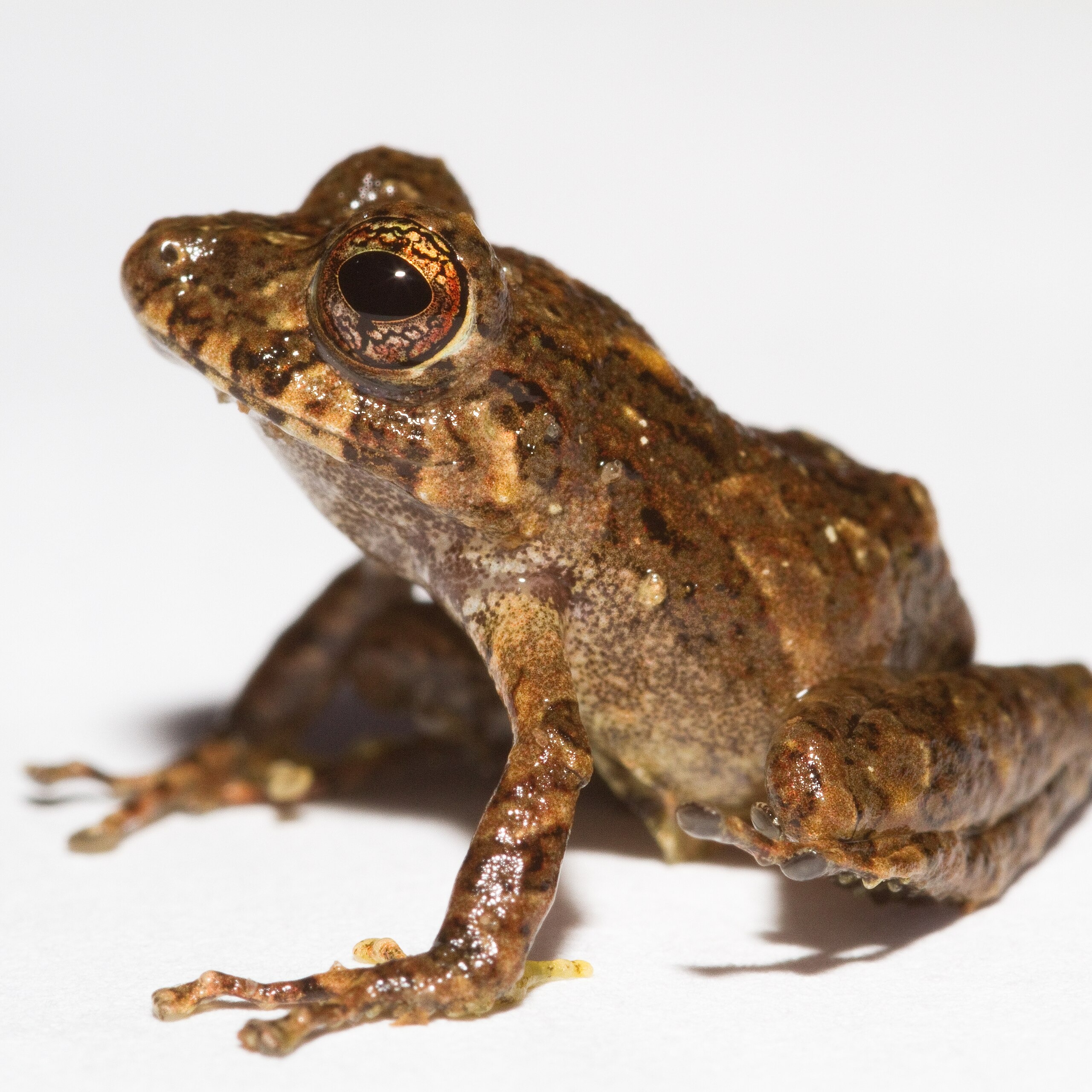 Pristimantis cruentus