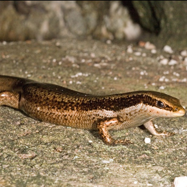 Mabuya unimarginata