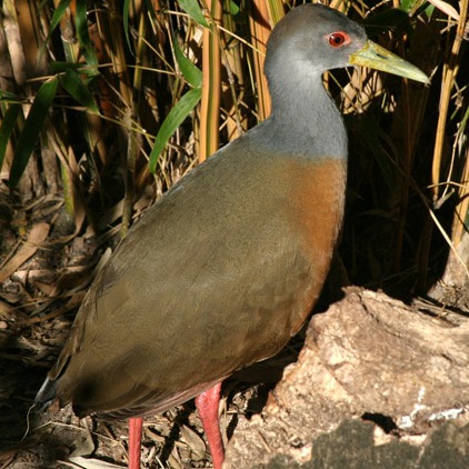 Aramides cajaneus