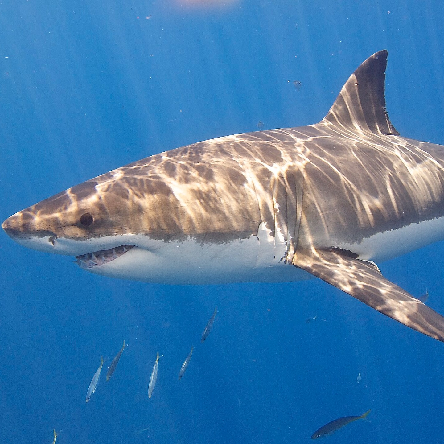 Carcharodon carcharias