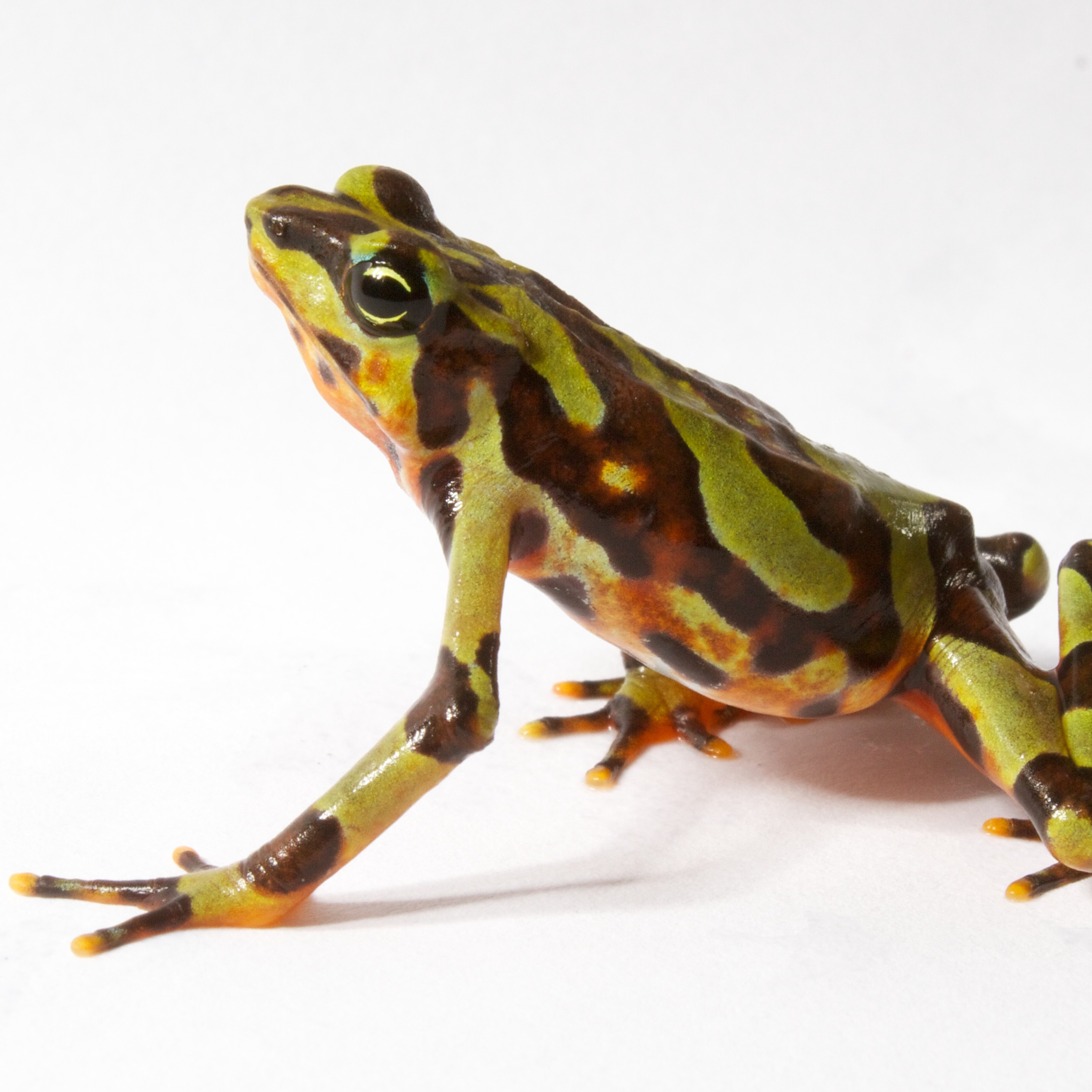 Atelopus varius