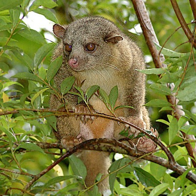 Bassaricyon gabbii
