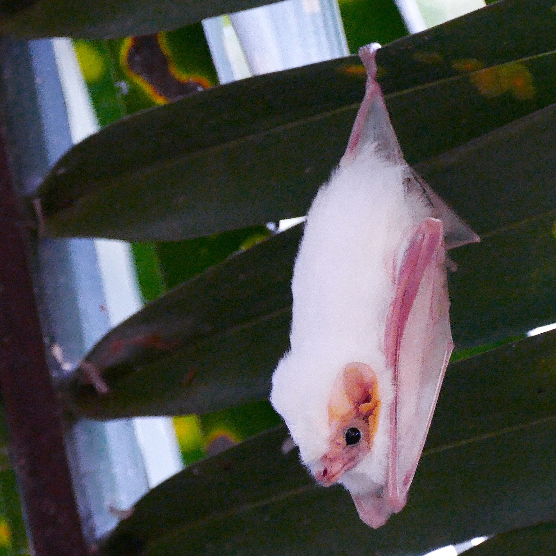 Diclidurus albus