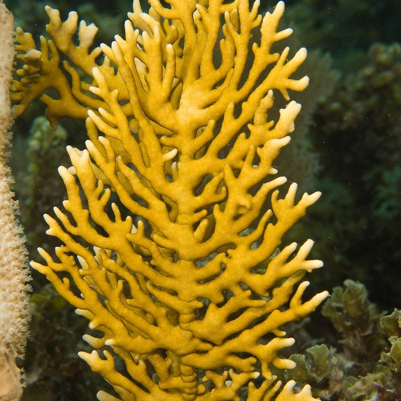 Millepora alcicornis