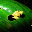 Pristimantis caryophyllaceus