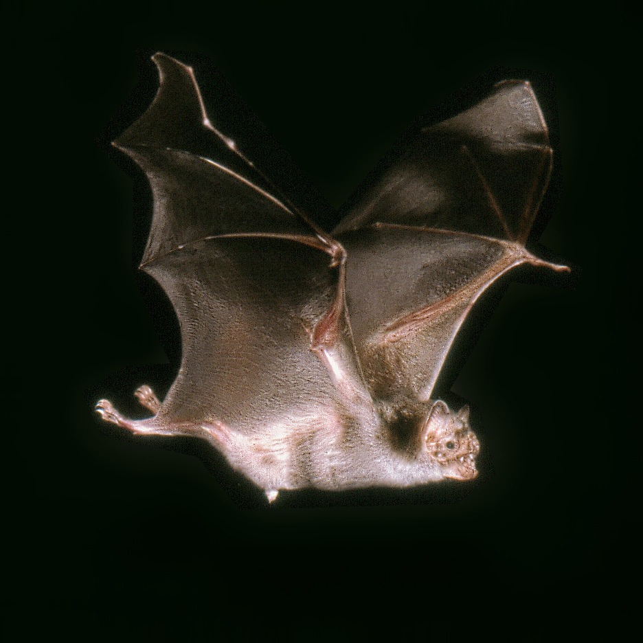 Desmodus rotundus