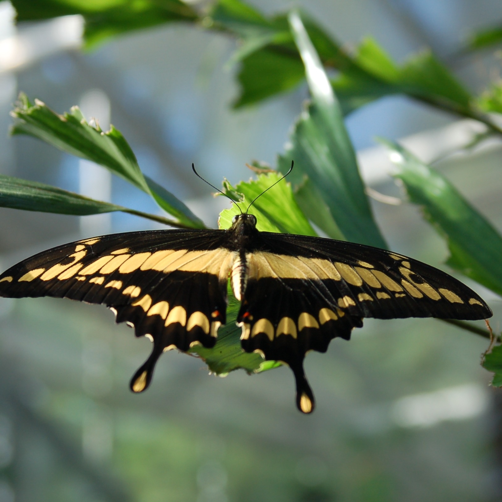 Papilio thoas