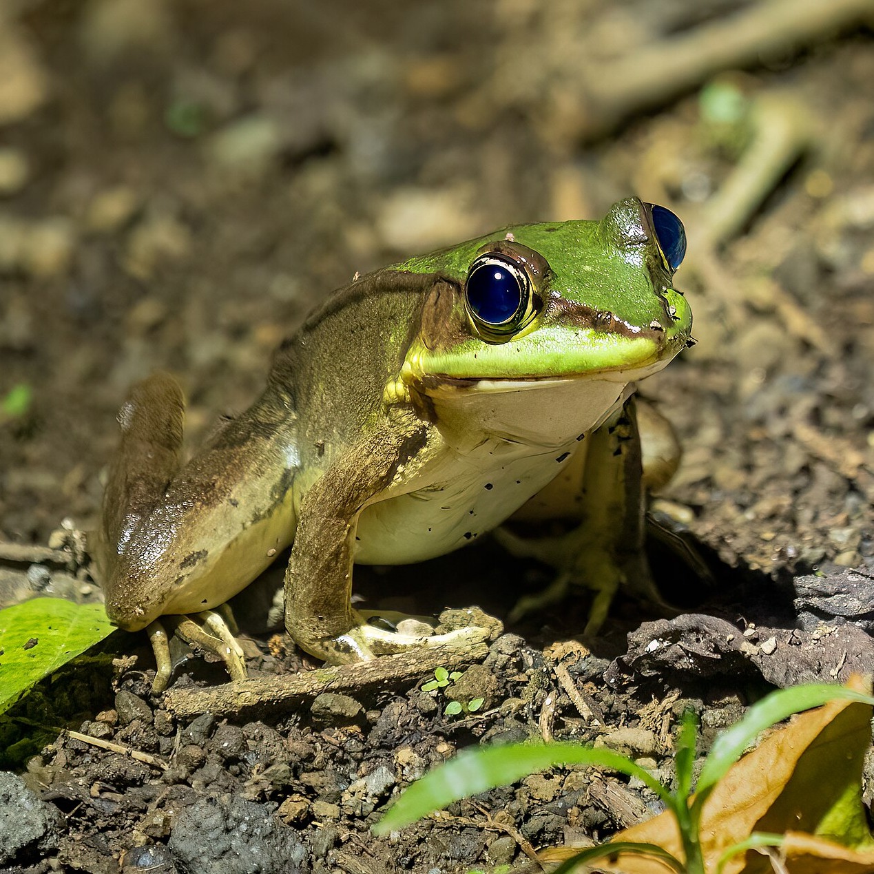 Lithobates vaillanti