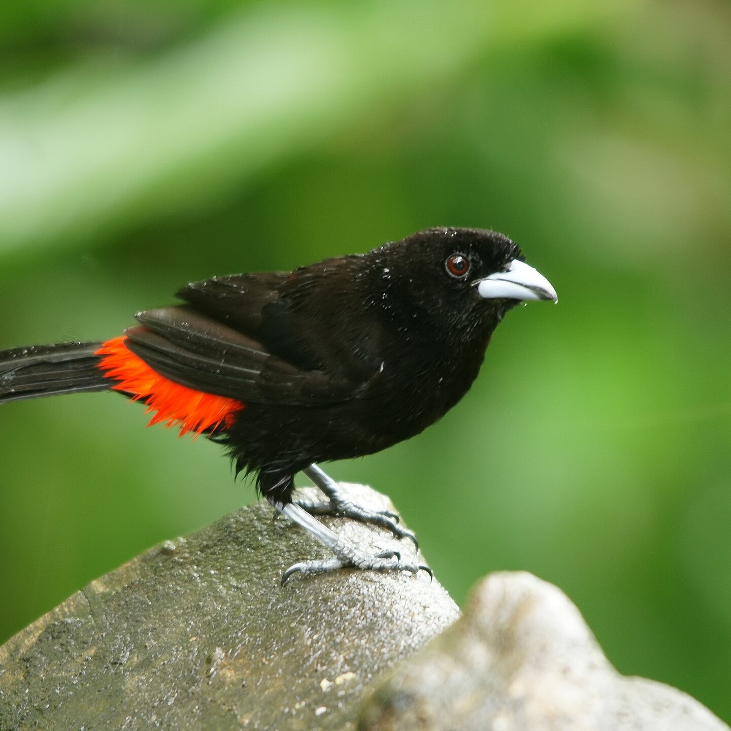 Ramphocelus passerinii