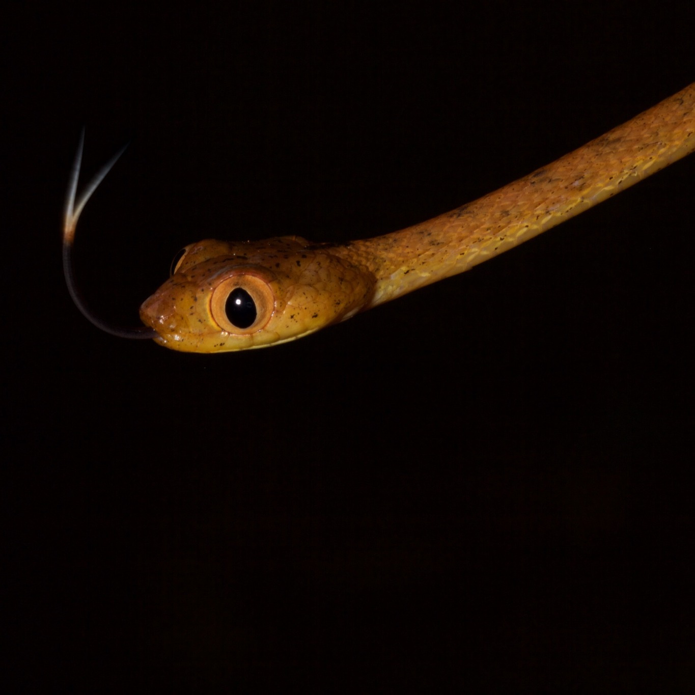 Imantodes inornatus