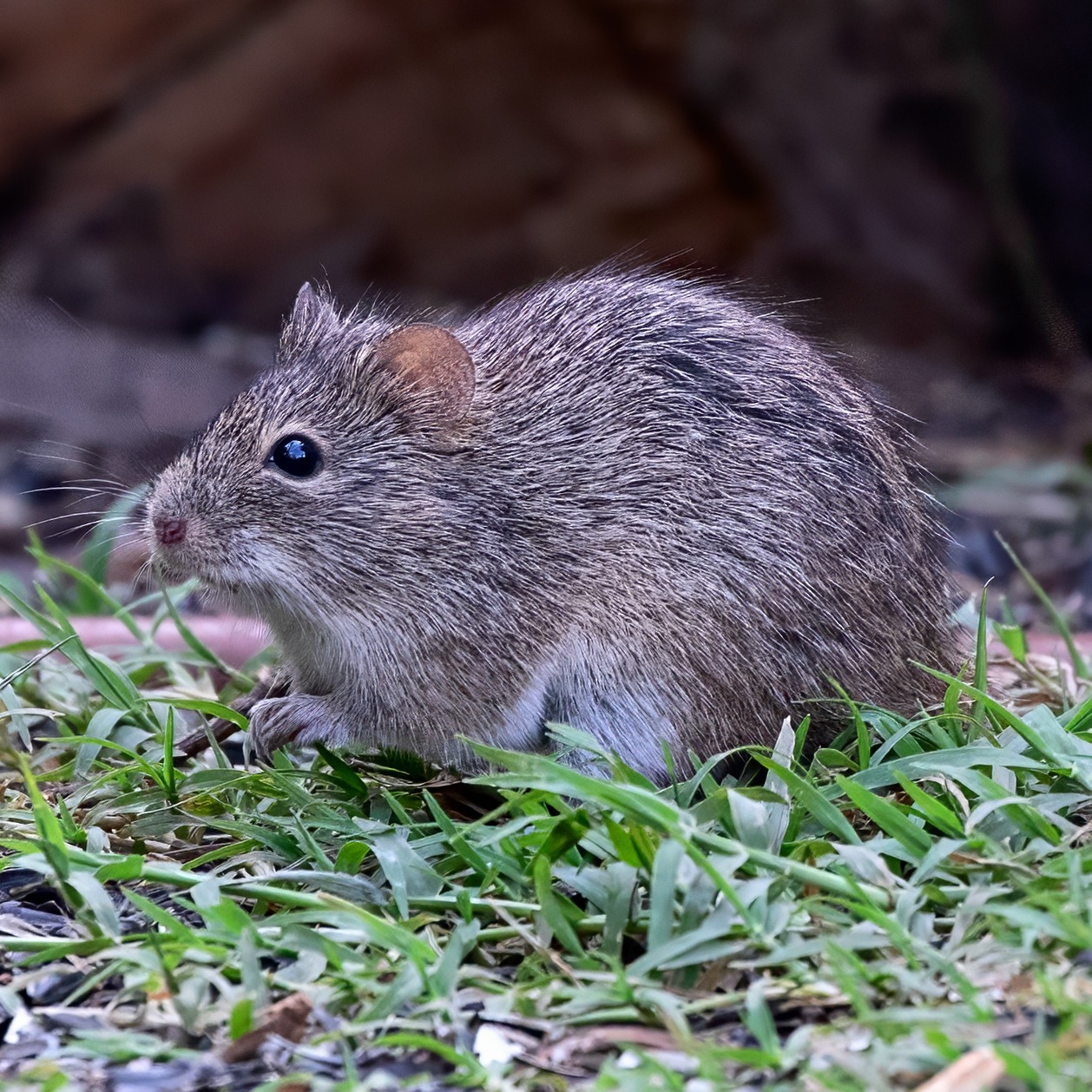 Sigmodon hispidus