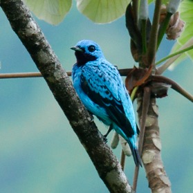 Cotinga ridgwayi