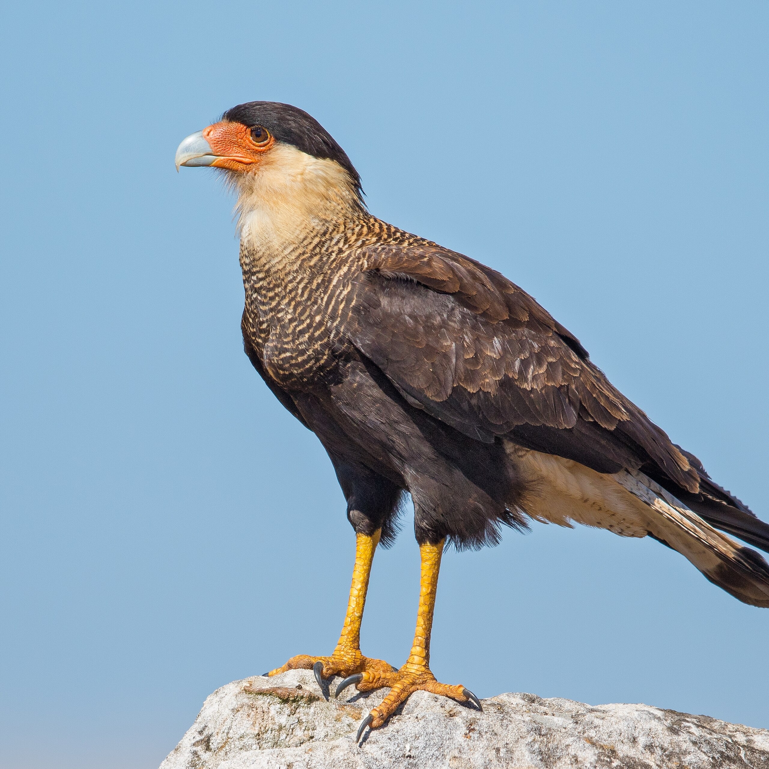 Caracara cheriway