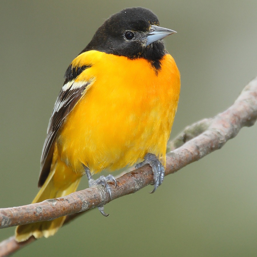 Icterus galbula