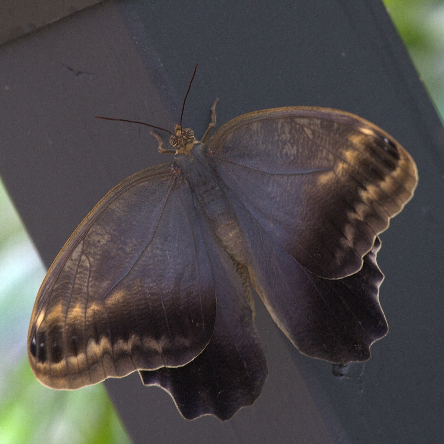 Caligo memnon