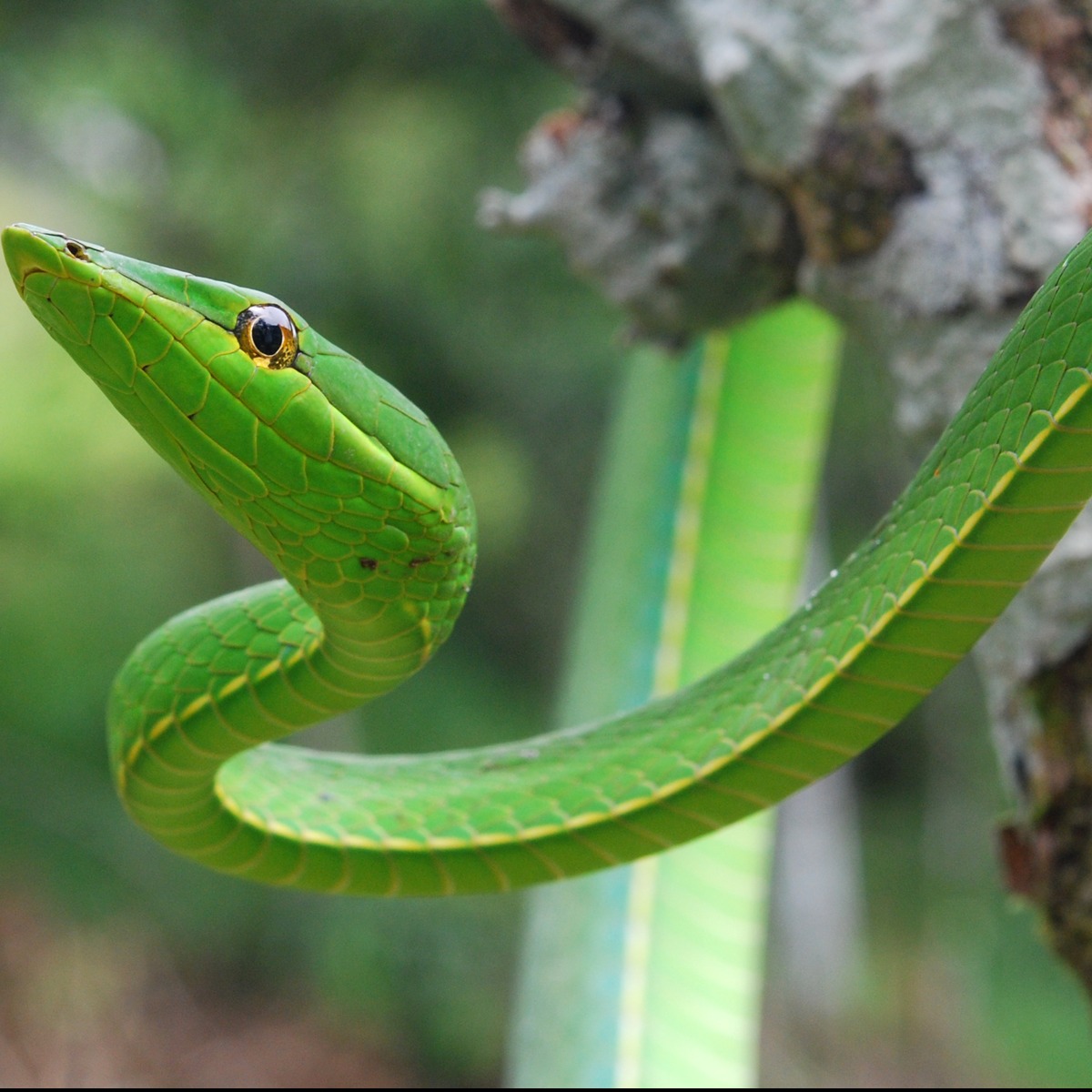 Oxybelis fulgidus