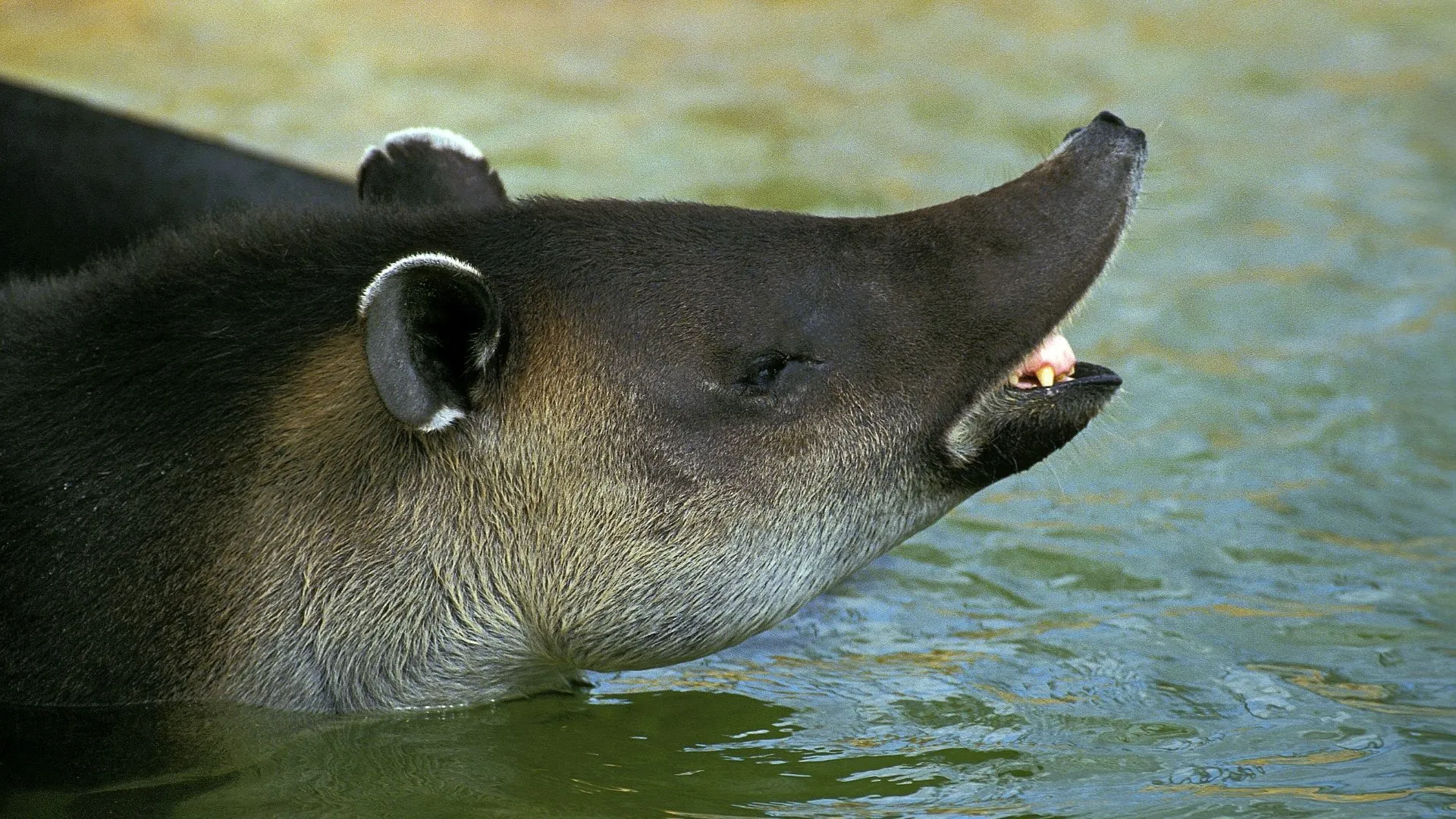 Tapirus bairdii 1