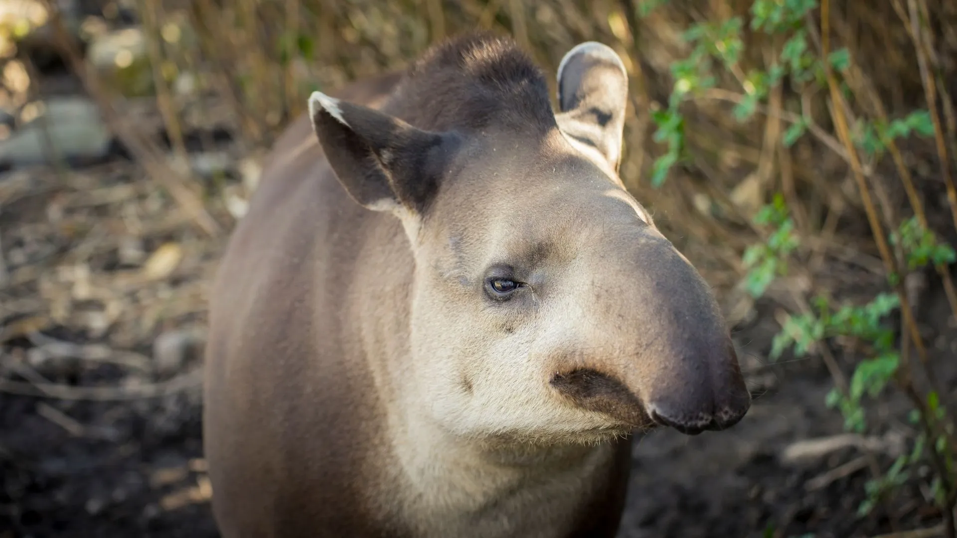 Tapirus bairdii 3