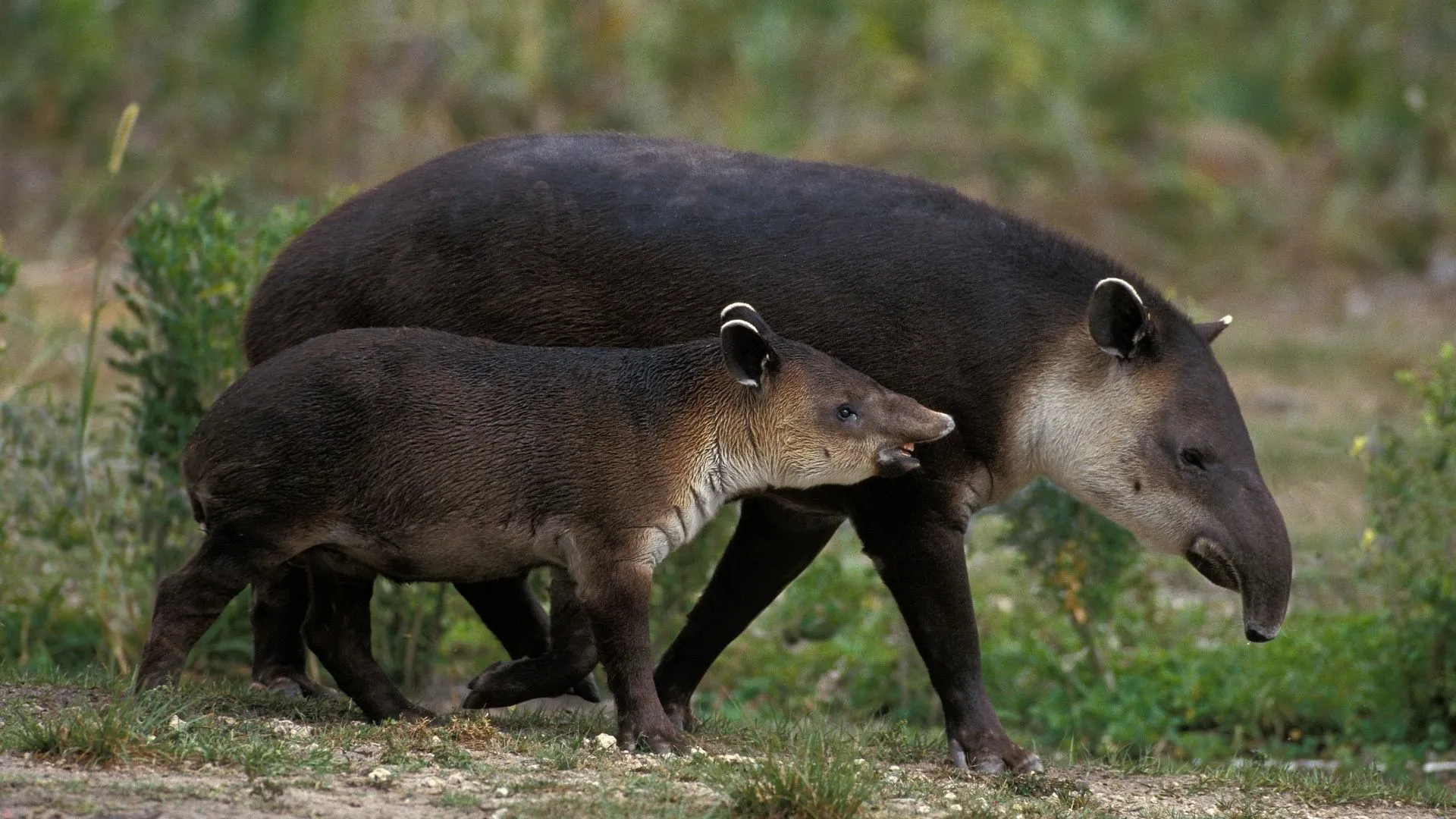 Tapirus bairdii 2