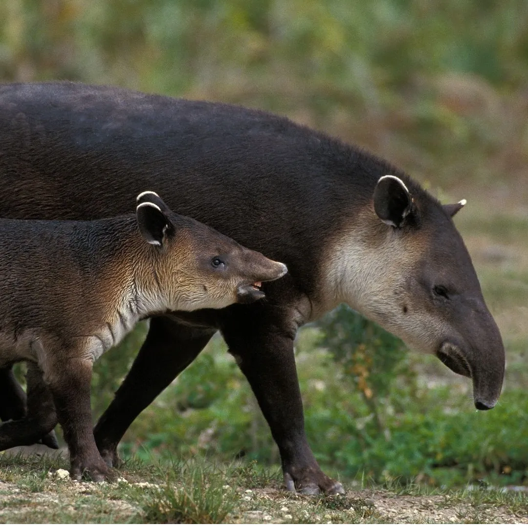 Tapirus bairdii