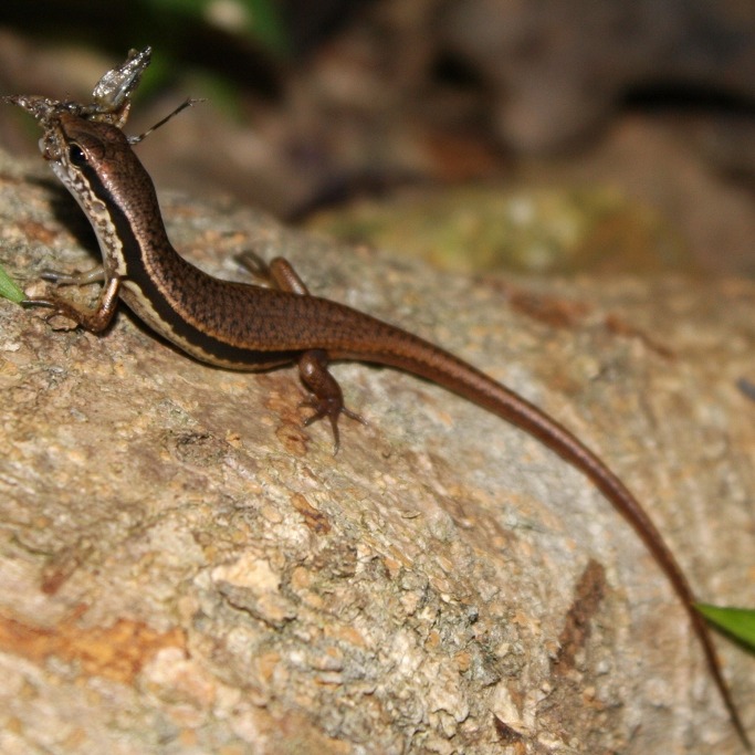 Sphenomorphus cherriei