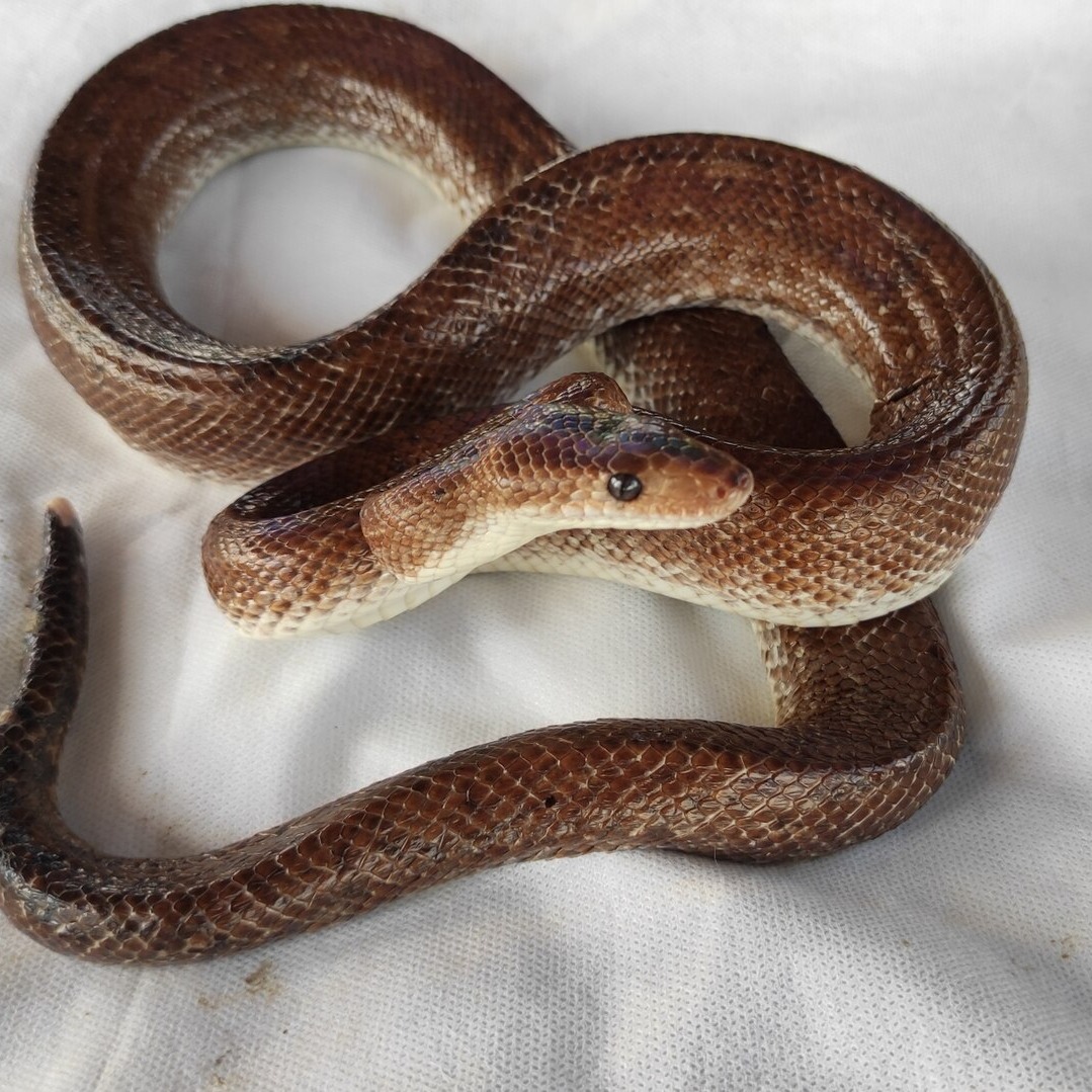 Epicrates maurus