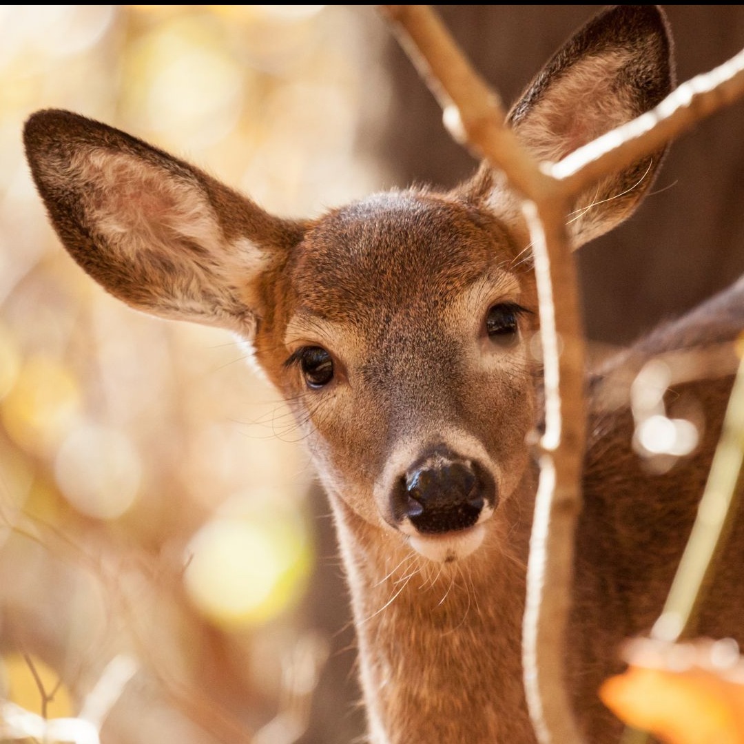 Odocoileus virginianus