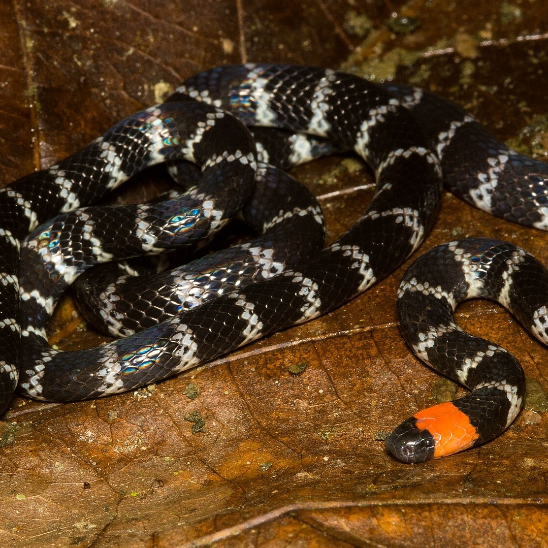 Micrurus mipartitus