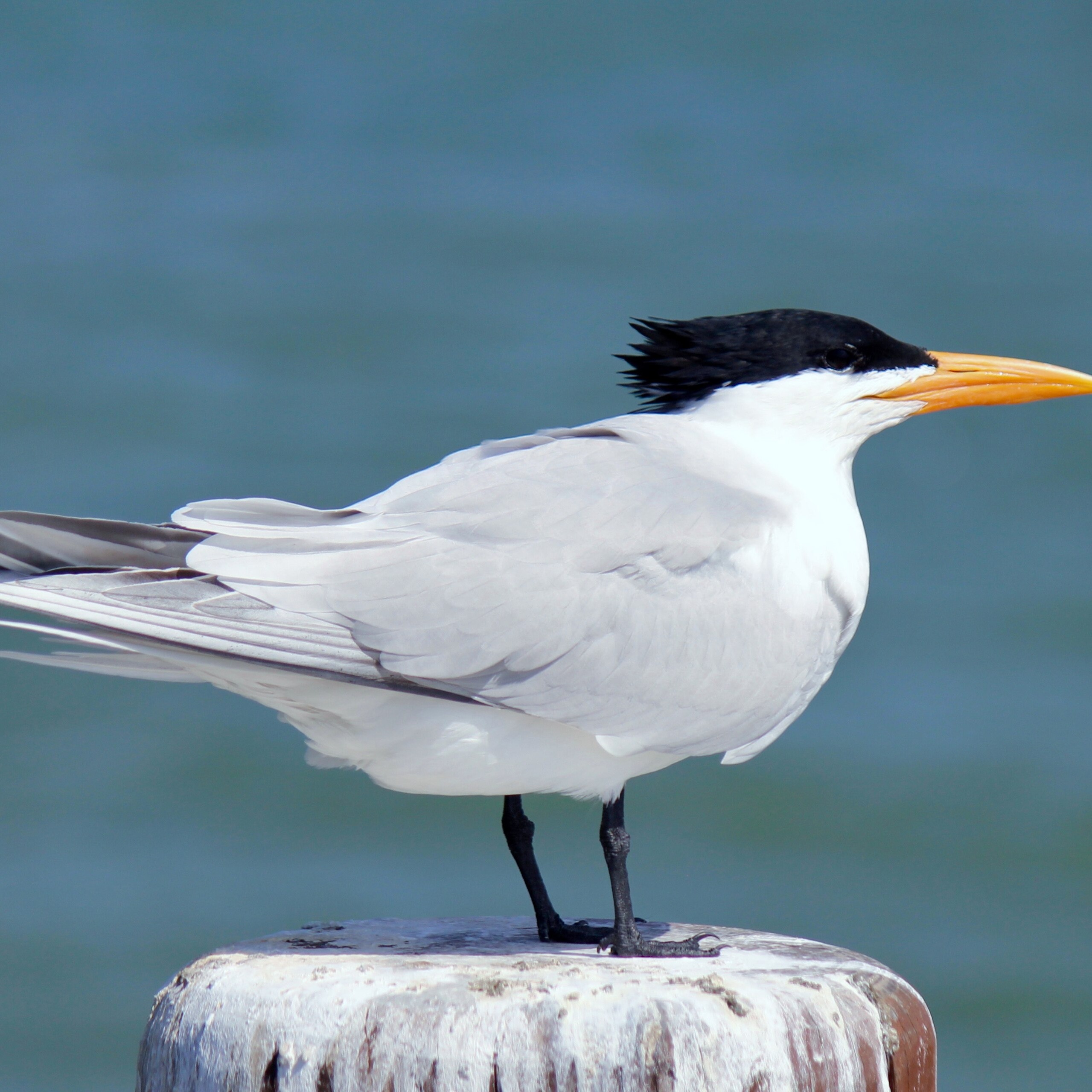 Thalasseus maximus