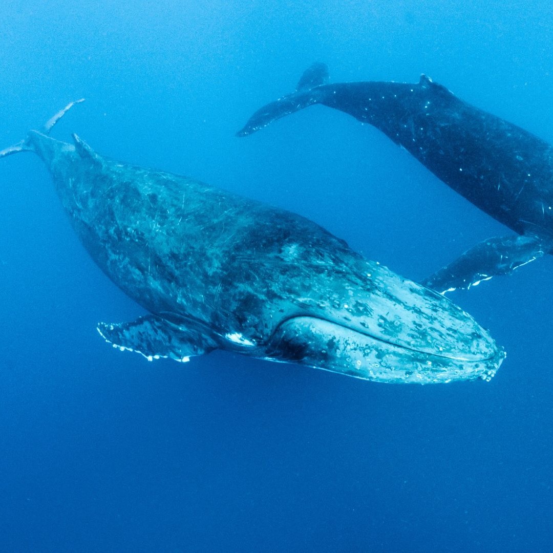 Megaptera novaeangliae