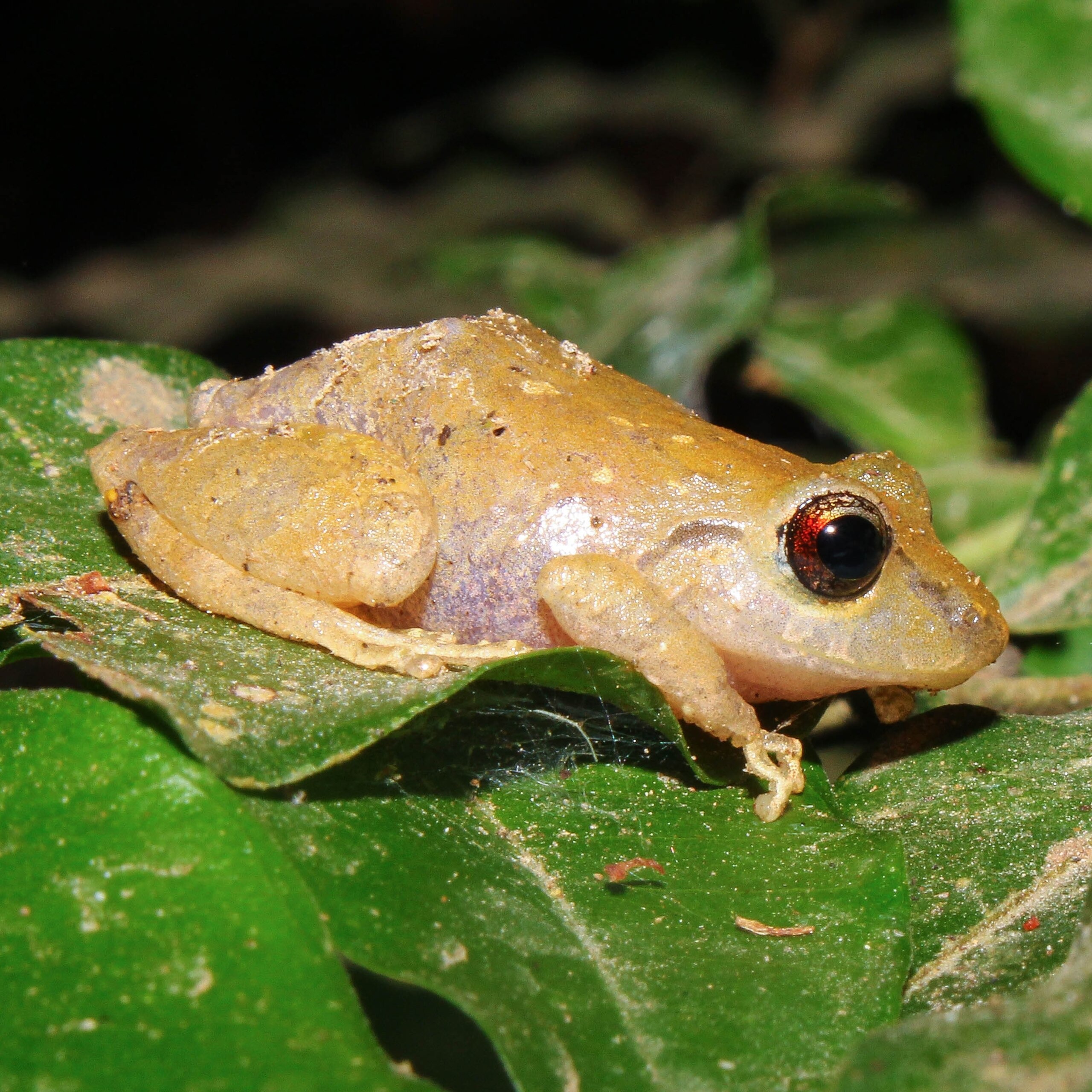 Pristimantis ridens