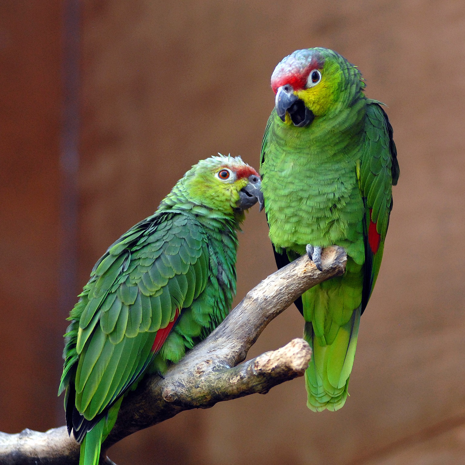 Amazona autumnalis