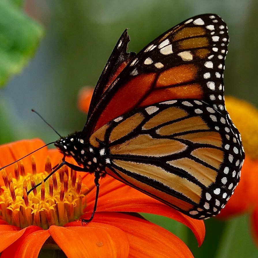 Danaus plexippus