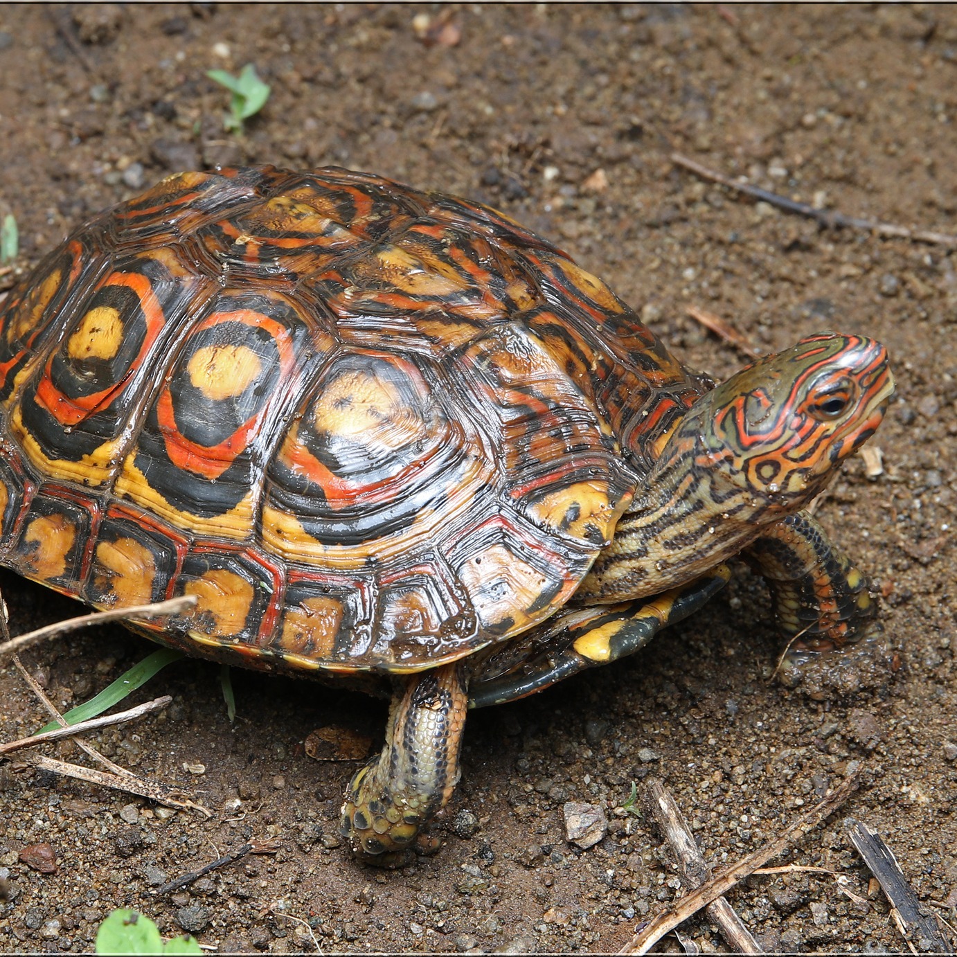 Rhinoclemmys pulcherrima