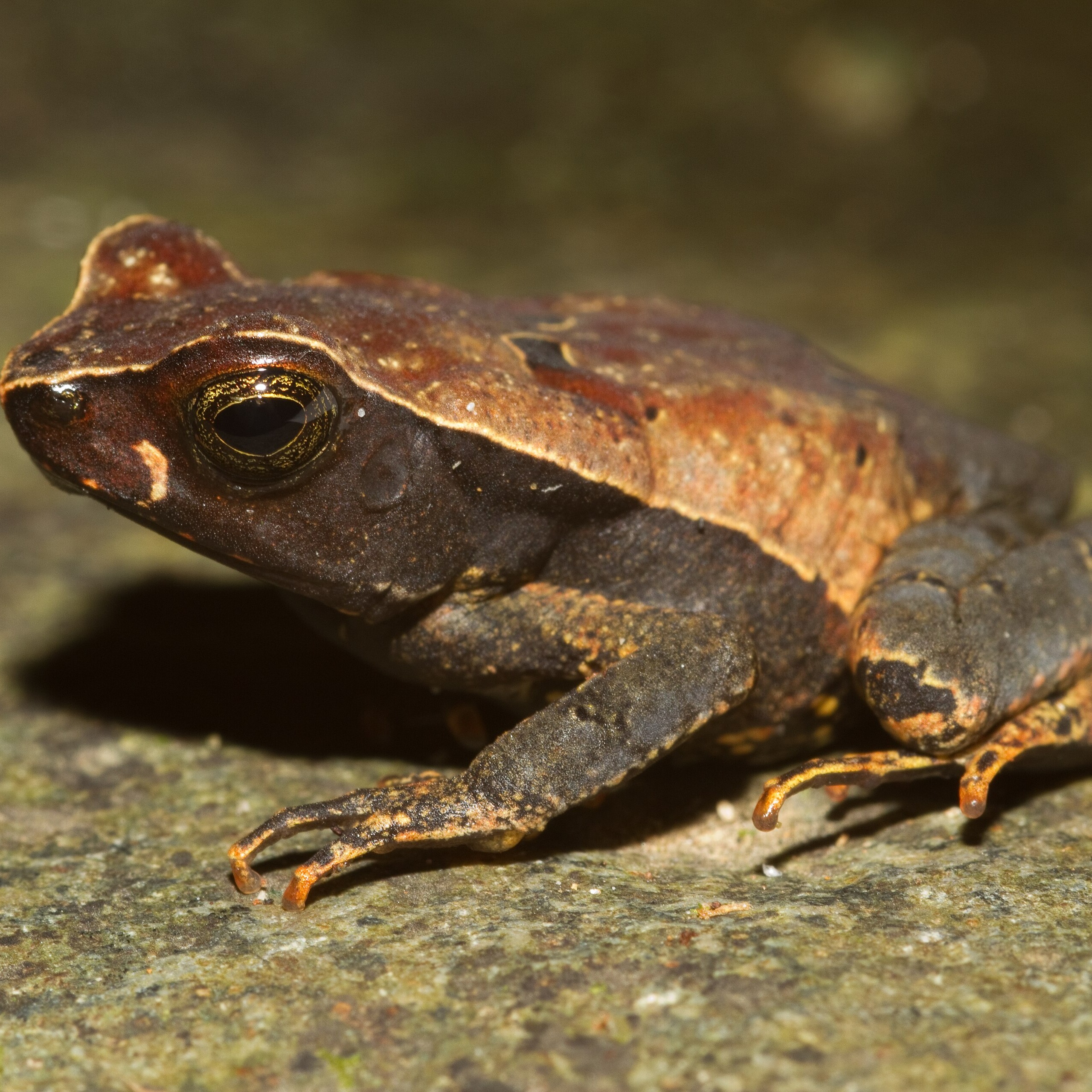Rhaebo haematiticus