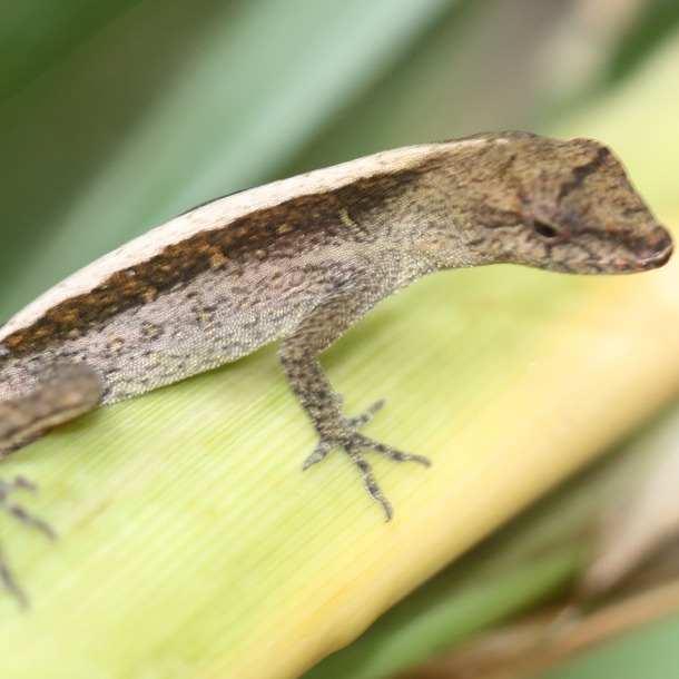 Anolis cupreus