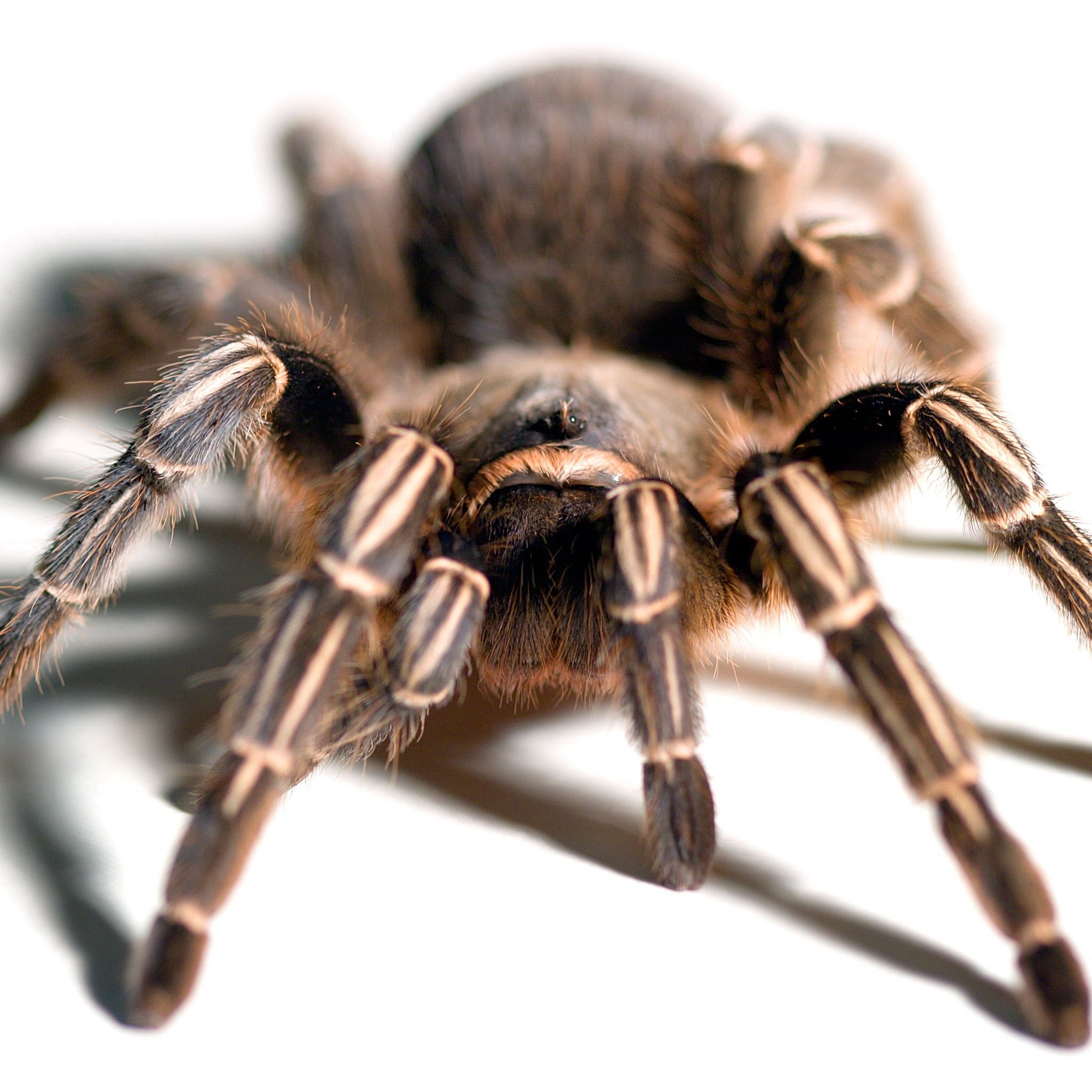 Aphonopelma seemanni