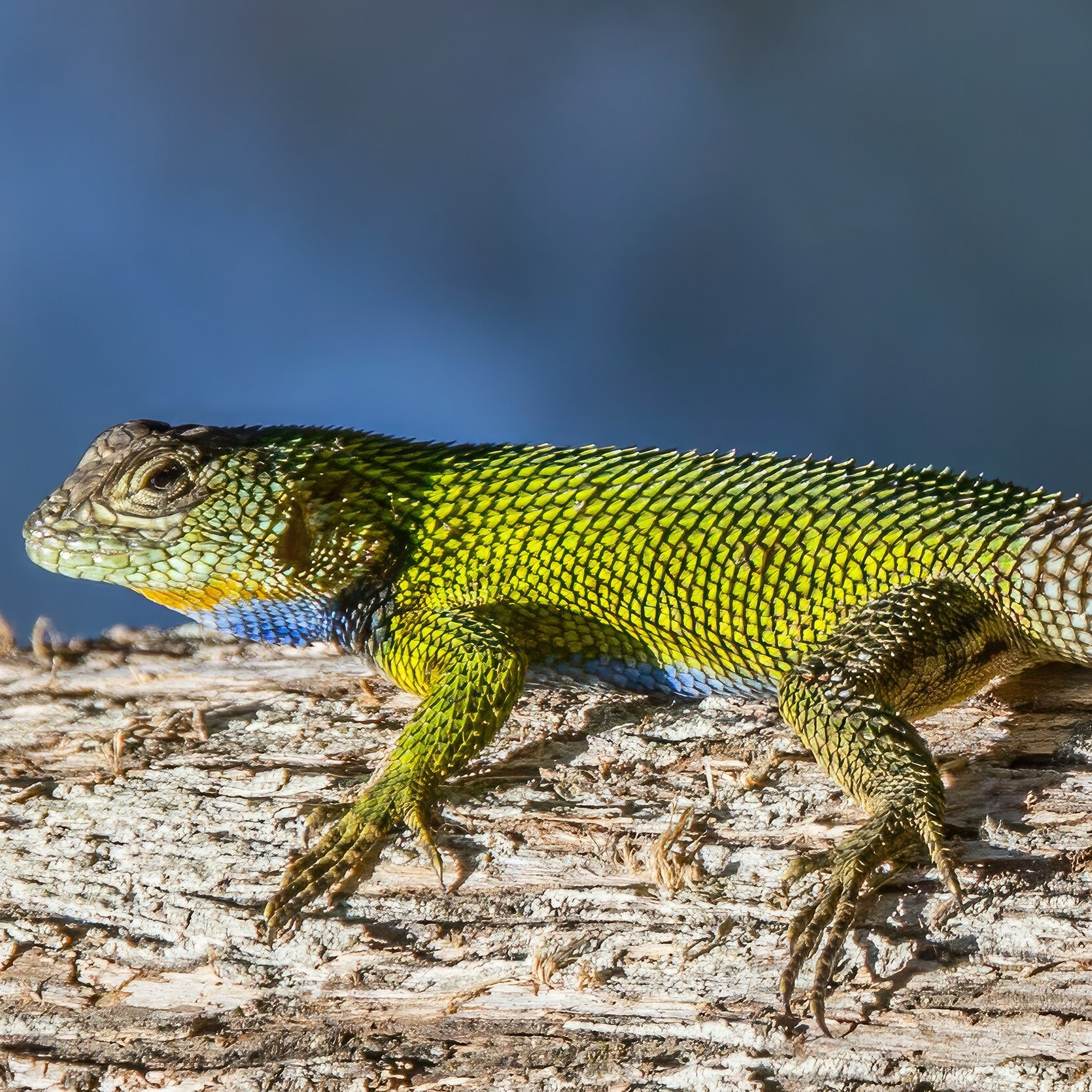 Sceloporus malachiticus